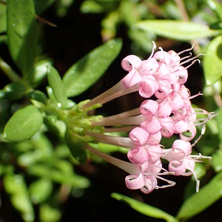 Plocama calabrica \ Kalabrische Putorie / Stinking Madder, GR Euboea (Evia), Istiea 30.8.2017