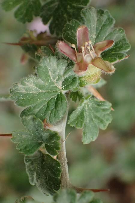 Ribes uva-crispa \ Stachelbeere / Gooseberry, GR Peloponnes, Chelmos 18.5.2024