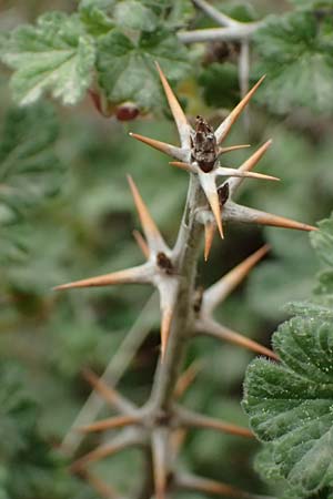 Ribes uva-crispa \ Stachelbeere / Gooseberry, GR Peloponnes, Chelmos 18.5.2024