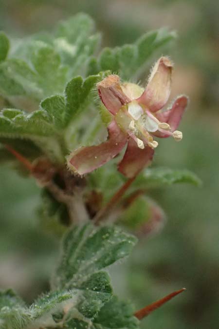 Ribes uva-crispa \ Stachelbeere / Gooseberry, GR Peloponnes, Chelmos 18.5.2024