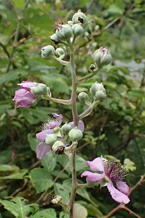 Rubus sanctus \ Heilige Brombeere / Holy Bramble, GR Peloponnes, Stoupa 26.5.2024