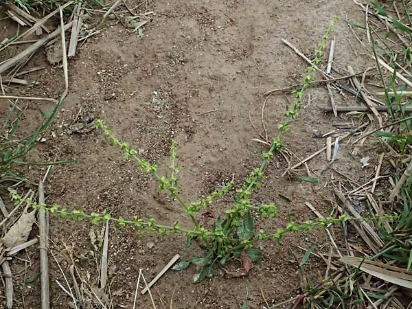 Rumex pulcher \ Sch&ouml;ner Ampfer / Fiddle Dock, GR Peloponnes, Taygetos 27.5.2024