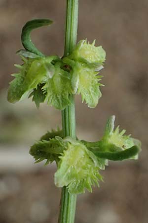 Rumex pulcher \ Sch&ouml;ner Ampfer / Fiddle Dock, GR Peloponnes, Taygetos 27.5.2024