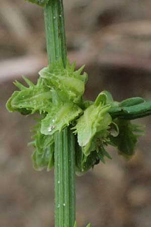 Rumex pulcher \ Sch&ouml;ner Ampfer / Fiddle Dock, GR Peloponnes, Taygetos 27.5.2024