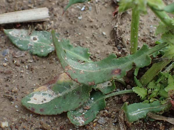 Rumex pulcher \ Sch&ouml;ner Ampfer / Fiddle Dock, GR Peloponnes, Taygetos 27.5.2024