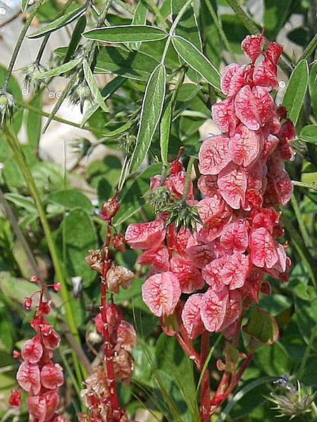 Rumex vesicarius \ Blasen-Ampfer / Bladder Dock, Ruby Dock, GR Gerania - Gebirge/Mountains, Loutraki 3.4.2011 (Photo: Gisela Nikolopoulou)