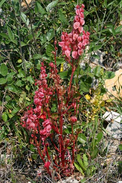 Rumex vesicarius \ Blasen-Ampfer / Bladder Dock, Ruby Dock, GR Gerania - Gebirge/Mountains, Loutraki 3.4.2011 (Photo: Gisela Nikolopoulou)