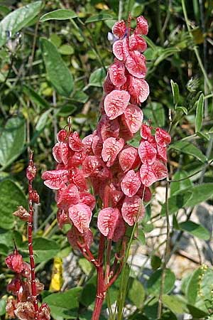 Rumex vesicarius \ Blasen-Ampfer / Bladder Dock, Ruby Dock, GR Gerania - Gebirge/Mountains, Loutraki 3.4.2011 (Photo: Gisela Nikolopoulou)
