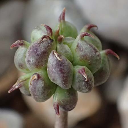 Ranunculus brevifolius \ Kurzbl&auml;ttriger Hahnenfu� / Short-Leaved Buttercup, GR Peloponnes, Chelmos 18.5.2024