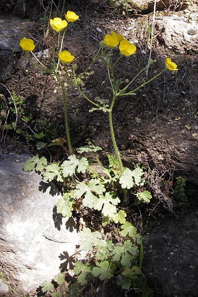 Ranunculus sprunerianus \ Spruners Hahnenfu� / Spruner's Buttercup, GR Hymettos 4.4.2013