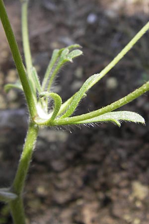 Ranunculus sprunerianus \ Spruners Hahnenfu� / Spruner's Buttercup, GR Hymettos 4.4.2013