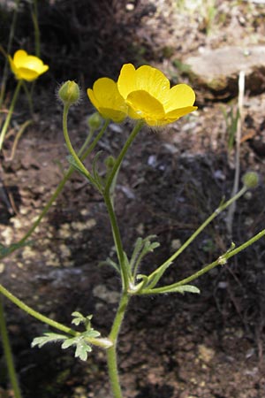 Ranunculus sprunerianus \ Spruners Hahnenfu� / Spruner's Buttercup, GR Hymettos 4.4.2013