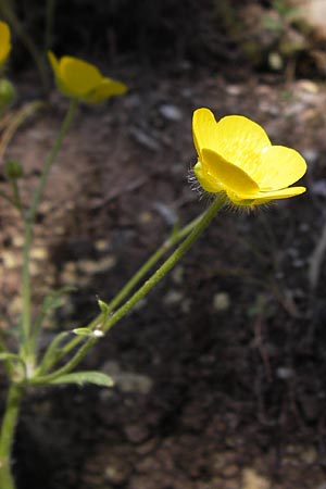 Ranunculus sprunerianus \ Spruners Hahnenfu� / Spruner's Buttercup, GR Hymettos 4.4.2013