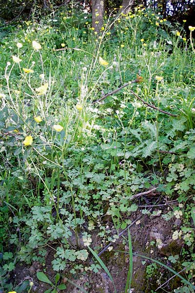 Ranunculus sprunerianus \ Spruners Hahnenfu� / Spruner's Buttercup, GR Hymettos 4.4.2013