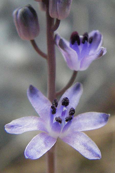 Scilla elisae \ Elisas Herbst-Blaustern / Elisa's Autumn Squill, GR Zagoria, Vikos - Schlucht / Gorge 26.8.2007