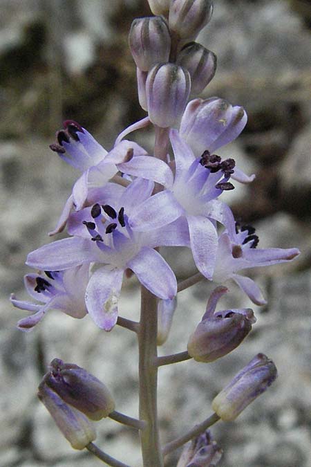 Scilla elisae \ Elisas Herbst-Blaustern / Elisa's Autumn Squill, GR Zagoria, Vikos - Schlucht / Gorge 26.8.2007