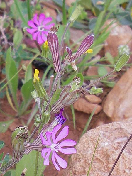 Silene colorata \ Farbiges Leimkraut / Mediterranean Catchfly, GR Hymettos 2.4.2013