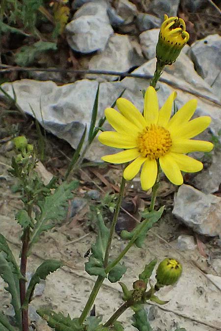 Senecio rupestris \ Felsen-Greiskraut / Rock Ragwort, GR Peloponnes, Chelmos 18.5.2024