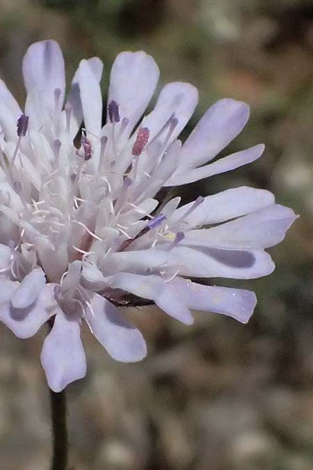 Knautia integrifolia \ Einj&auml;hrige Witwenblume / Whole-Leaved Scabious, GR Peloponnes, Saitas 19.5.2024