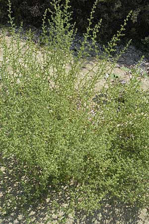 Salsola kali subsp. kali \ Kali-Salzkraut / Prickly Glasswort, GR Parga 24.8.2007