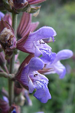 Salvia officinalis \ Echte Salbei / Common Sage, GR Aoos - Schlucht / Gorge 16.5.2008