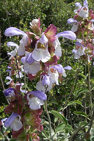 Salvia pomifera \ Apfeltragender Salbei / Apple-Bearing Sage, Cretan Sage, GR Hymettos 20.5.2008