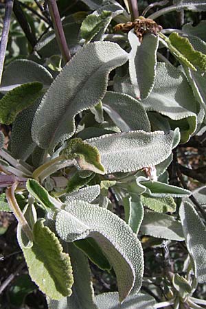 Salvia pomifera \ Apfeltragender Salbei / Apple-Bearing Sage, Cretan Sage, GR Hymettos 20.5.2008