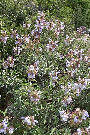 Salvia pomifera \ Apfeltragender Salbei / Apple-Bearing Sage, Cretan Sage, GR Hymettos 20.5.2008