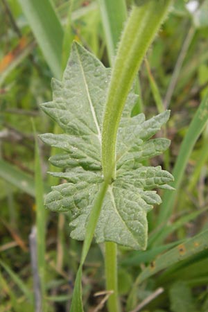 Salvia viridis \ Buntschopf-Salbei / Annual Clary, GR Hymettos 2.4.2013
