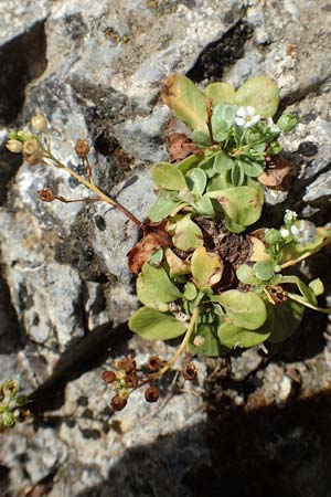 Samolus valerandi \ Salzbunge / Brookweed, GR Euboea (Evia), Drimona 30.8.2017