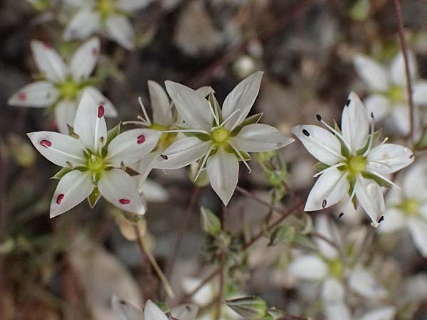Sabulina attica \ Attische Miere / Attica Sandwort, GR Peloponnes, Chelmos 18.5.2024