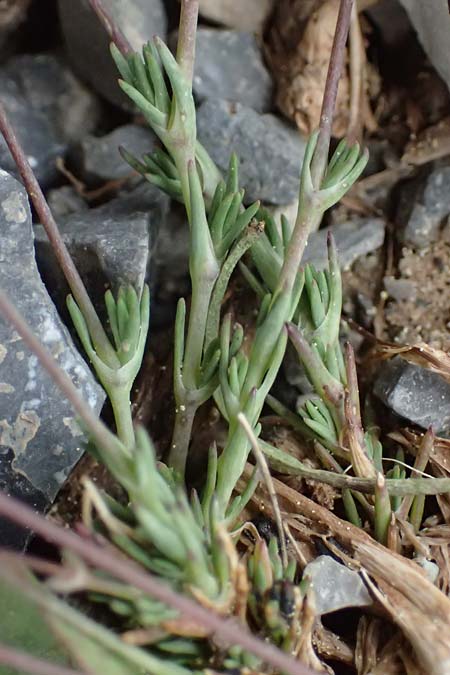 Sabulina attica \ Attische Miere / Attica Sandwort, GR Peloponnes, Chelmos 18.5.2024