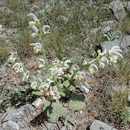 Salvia argentea \ Silberblatt-Salbei / Silver Sage, GR Peloponnes, Saitas 19.5.2024