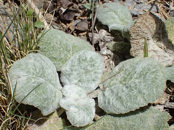 Salvia argentea \ Silberblatt-Salbei / Silver Sage, GR Peloponnes, Saitas 19.5.2024
