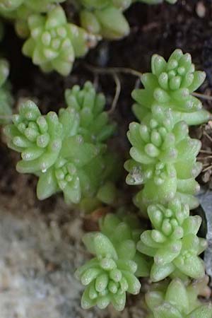 Sedum acre \ Scharfer Mauerpfeffer / Biting Stonecrop, GR Peloponnes, Mt. Kyllini, Steno 19.5.2024