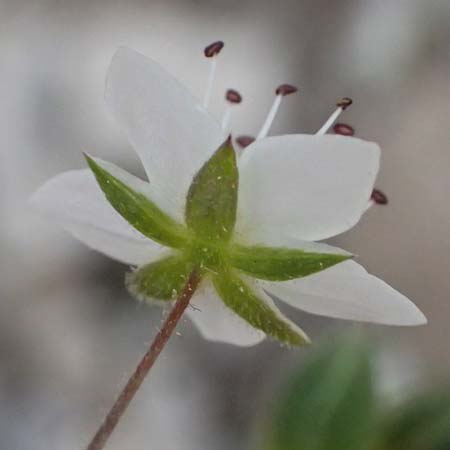 Sabulina attica \ Attische Miere / Attica Sandwort, GR Peloponnes, Mt. Kyllini, Ziria 21.5.2024