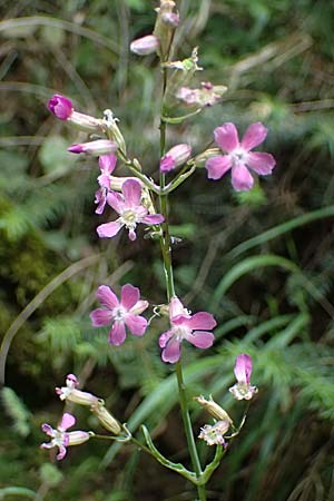 Silene atropurpurea \ Rotbl&uuml;hende Pechnelke / Sticky Catchfly, GR Peloponnes, Taygetos 27.5.2024