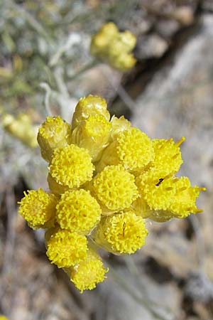Helichrysum stoechas \ Wohlriechende Strohblume, GR Hymettos 20.5.2008