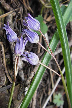 Scilla subnivalis \ Nivalis-&Auml;hnlicher Blaustern / Nivalis-Like Squill, GR Parnitha 3.4.2013