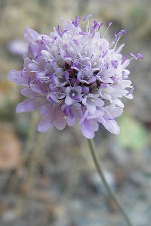 Scabiosa atropurpurea \ Samt-Skabiose / Sweet Scabious, GR Parnitha 1.9.2014