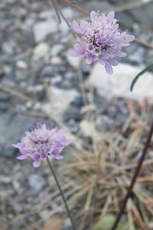 Scabiosa atropurpurea \ Samt-Skabiose / Sweet Scabious, GR Parnitha 1.9.2014