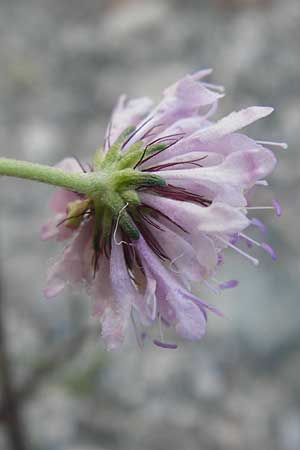 Scabiosa atropurpurea \ Samt-Skabiose / Sweet Scabious, GR Parnitha 1.9.2014