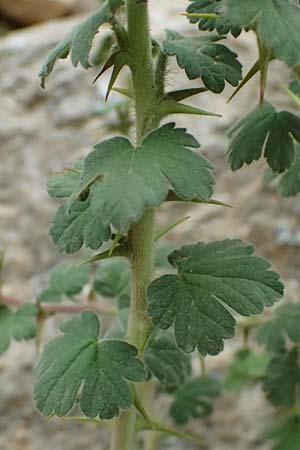 Ribes uva-crispa \ Stachelbeere / Gooseberry, GR Peloponnes, Taygetos 27.5.2024