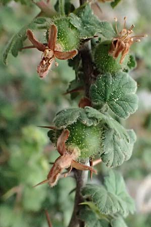 Ribes uva-crispa \ Stachelbeere / Gooseberry, GR Peloponnes, Taygetos 27.5.2024