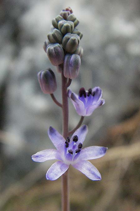 Scilla elisae \ Elisas Herbst-Blaustern / Elisa's Autumn Squill, GR Zagoria, Vikos - Schlucht / Gorge 26.8.2007