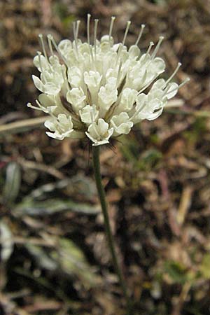 Scabiosa webbiana \ Webbs Skabiose / Webb's Scabious, GR Aoos-See / Lake Aoos 27.8.2007