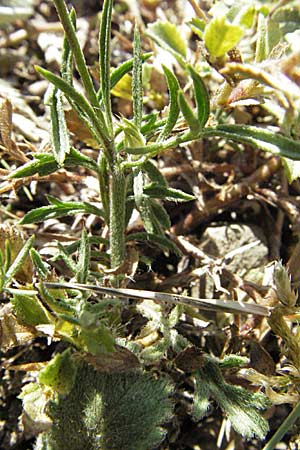 Scabiosa webbiana \ Webbs Skabiose / Webb's Scabious, GR Aoos-See / Lake Aoos 27.8.2007
