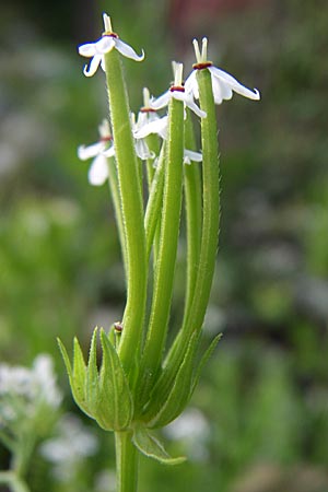 Scandix australis \ S&uuml;dlicher Venuskamm / Southern Shepherd's Needle, GR Zagoria, Monodendri 15.5.2008