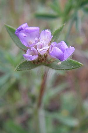 Lomelosia brachiata \ Pal&auml;stina-Skabiose / Tremastelma, GR Peloponnes, Zarouchla Tal / Valley 19.5.2008
