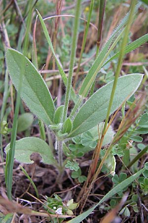 Lomelosia brachiata \ Pal&auml;stina-Skabiose / Tremastelma, GR Peloponnes, Zarouchla Tal / Valley 19.5.2008